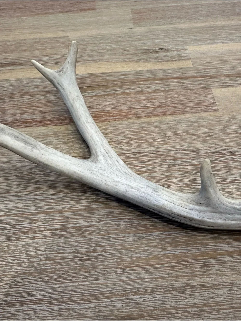 Natural Whitetail Deer Shed Antler – 11